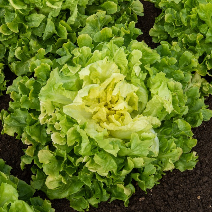 Coll. 7 mois de salades (reine mai, lollo rossa, coeur plein, blond - Sla Mix '7 maanden' ('Meikoningin' + 'Lollo Rosso' + 'Volhart 2' + 'Blond' - Slazaden