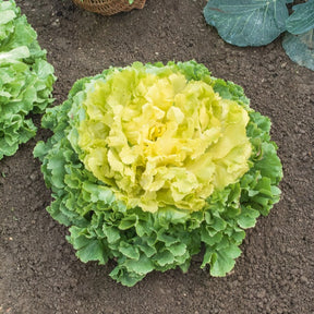 Andijvie 'Géante Maraîchère'