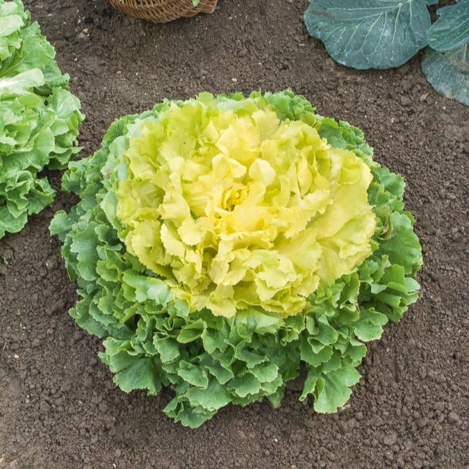 Andijvie 'Géante Maraîchère'