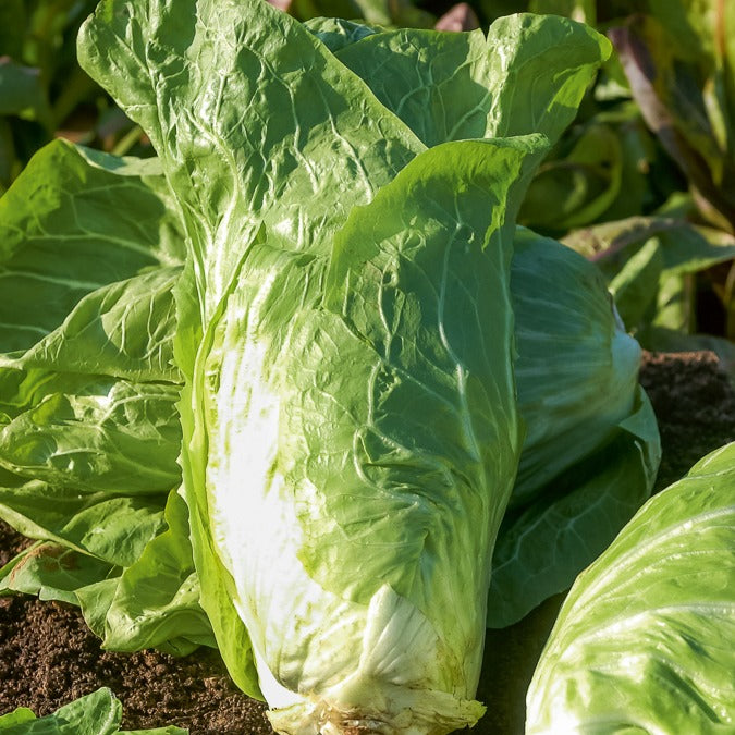 Cichorium - Cichorei - Wilde Cichorei Suikerbrood - Cichorium  intybus améliorée pain de sucre