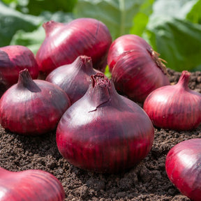 Uien Mix 'Hâtif Paris', 'Vertus', 'Brunswick', 'Zebrune'