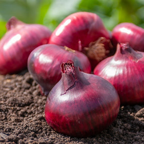 Allium cepa Rouge foncé de Brunswick - Ui 'De Brunswick' - Uien