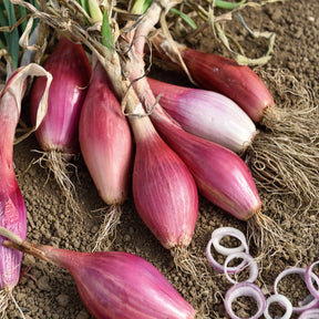 Rode ui 'Red Long of Florence'