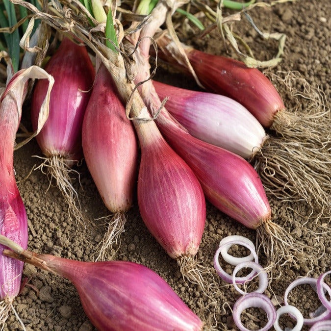 Rode ui 'Red Long of Florence'