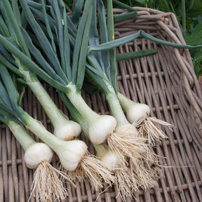 Witte ui 'Voege van Parijs' - Willemse