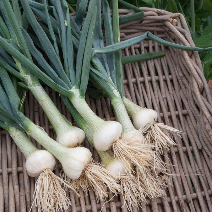 Witte ui 'Voege van Parijs' - Willemse