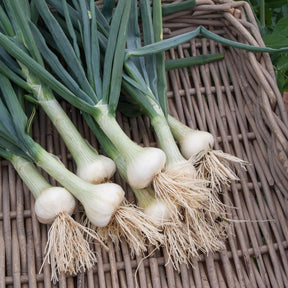 Collection de 4 oignons (hâtif paris, vertus, brunswick, zebrune) - Uien Mix 'Hâtif Paris', 'Vertus', 'Brunswick', 'Zebrune' - Uien