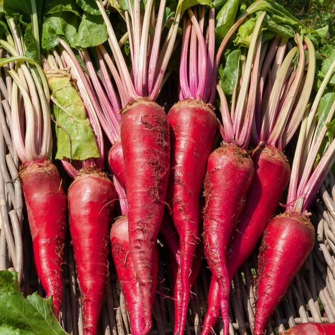 Rode biet 'Géante rouge'