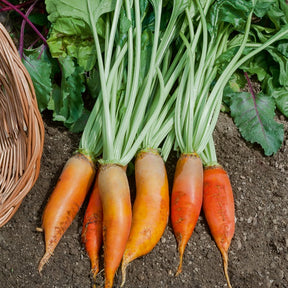 Dubbelbloemige stokroos - t va