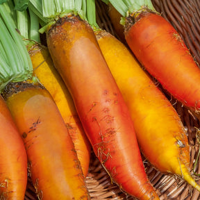 Dubbelbloemige stokroos - t va