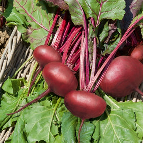 Bieten Mix 'd'Egypt' + 'Detroit'