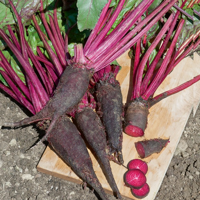 Rode biet 'Crapaudine'