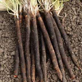 Schorseneer 'Zwarte Russische'