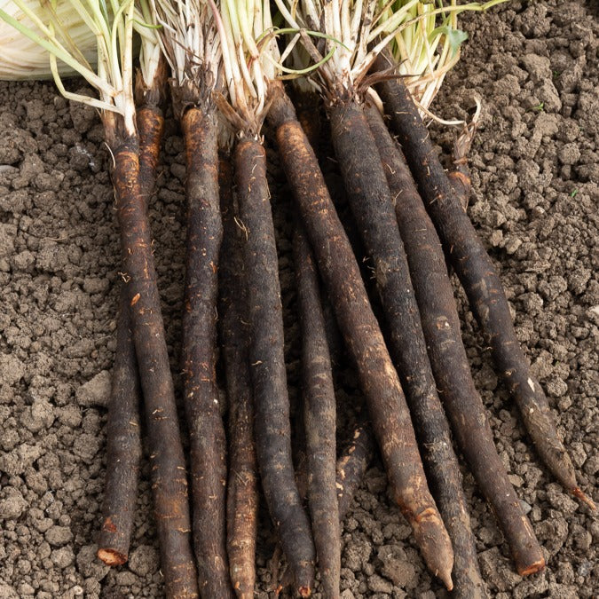 Schorseneer 'Zwarte Russische'