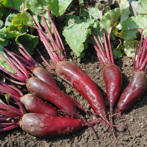 Rode biet 'Cylindra'