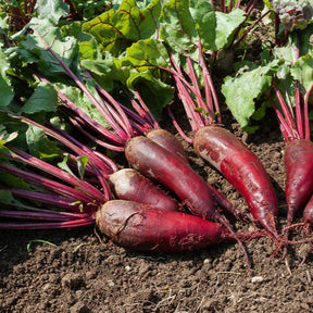 Collection betteraves rouges : D'Egypte(6g), De Detroit 2 (6g), Cylin - Bieten Mix 'd'Egypt' + 'Detroit' - Beta - Biet