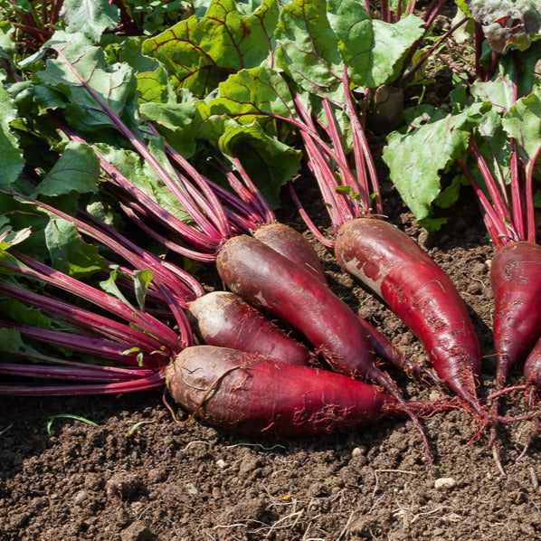 Collection betteraves rouges : D'Egypte(6g), De Detroit 2 (6g), Cylin - Bieten Mix 'd'Egypt' + 'Detroit' - Beta - Biet
