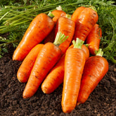 Daucus carota de chantenay à coeur rouge - Wortel 'Chantenay'- rood hart - Wortelzaden