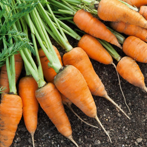 Wortel 'Chantenay'- rood hart - Willemse