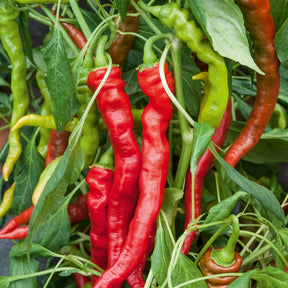 Spaanse peper 'Doux des Landes'