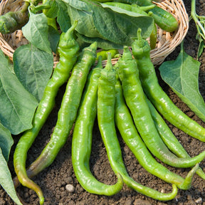 Spaanse peper 'Doux des Landes'