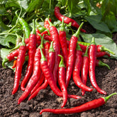 Cayennepeper zaden