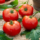 Tomaat 'Merveille des marchés' - Solanum lycopersicum Merveille des Marchés - Willemse