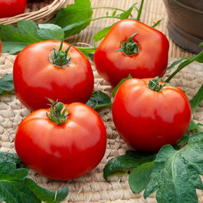 Collectie tomaten