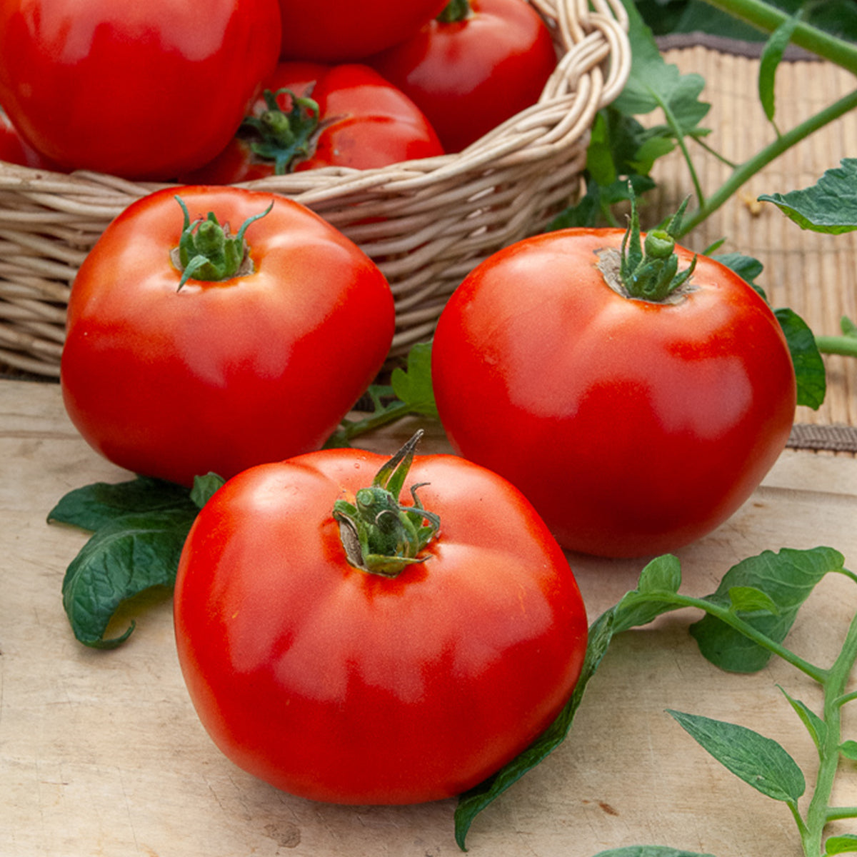 Tomaat 'Merveille des marchés' - Willemse