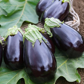 Aubergine 'Bonica' - Willemse