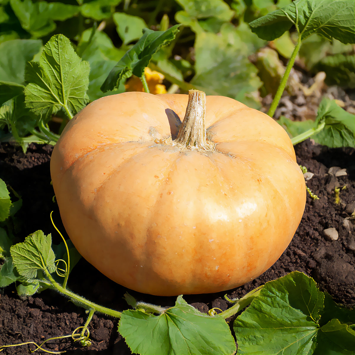 Reuzenpompoen 'Jaune Gros de Paris' - Willemse