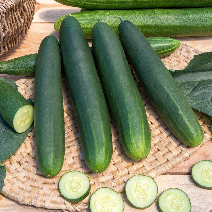 Komkommer 'Tanja' - Cucumis sativus tanja - Willemse