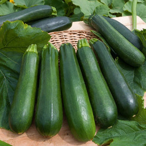 collectie van zaden voor de moestuin -  - Willemse