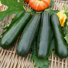 Cucurbita pepo  black beauty - Courgette 'Black Beauty' - Courgettezaden