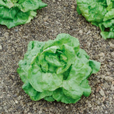 Kropsla 'Gaardenier' - Lactuca sativa du bon jardinier - Willemse