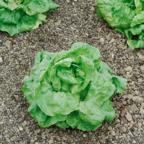 Kropsla 'Gaardenier' - Lactuca sativa du bon jardinier - Willemse
