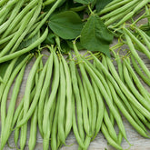 Sperzieboon 'Gautier' - Phaseolus vulgaris nain cupidon (obt. gautier) - Willemse