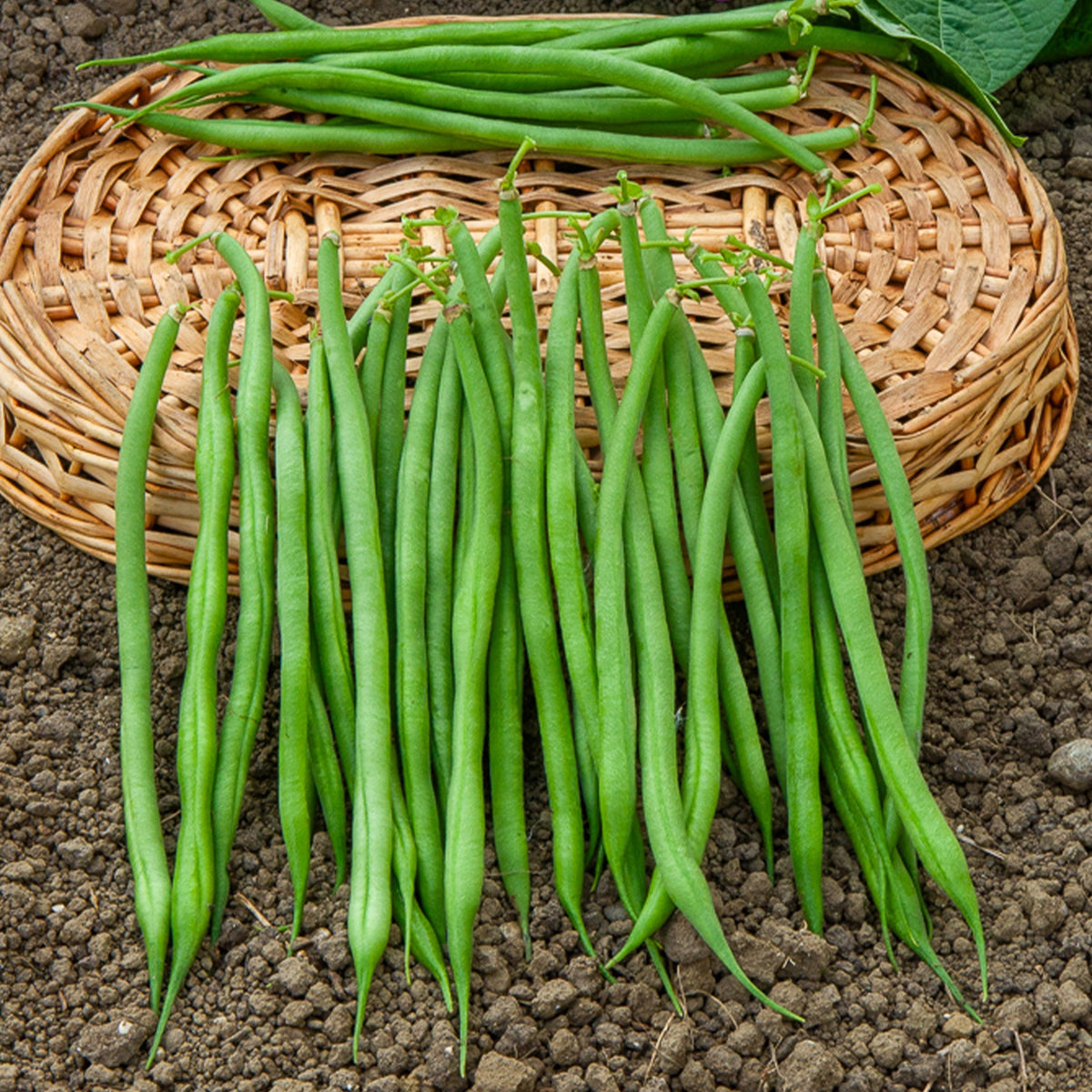 Struikboon - Willemse