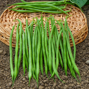 Collection de 3x100g de haricots nains contender, king horn wax, ai - Sperziebonen Mix - Bonenzaden