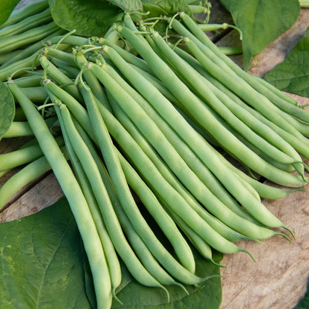 Verkoop collectie van zaden voor de moestuin - Moestuinzaden