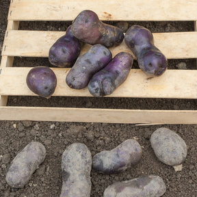 Aardappel 'Bleue de la Manche' (x10) - Solanum tuberosum bleue d'artois ® (bleue de la man - Willemse