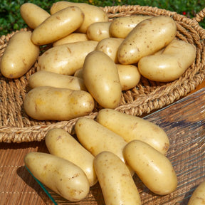 Aardappel 'Amandine' (x25) - Willemse
