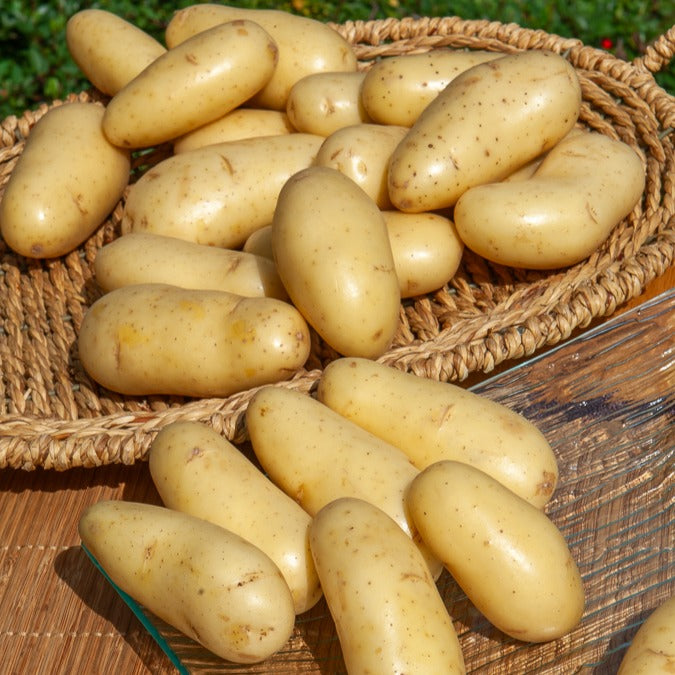 Aardappel 'Amandine' (x25) - Willemse