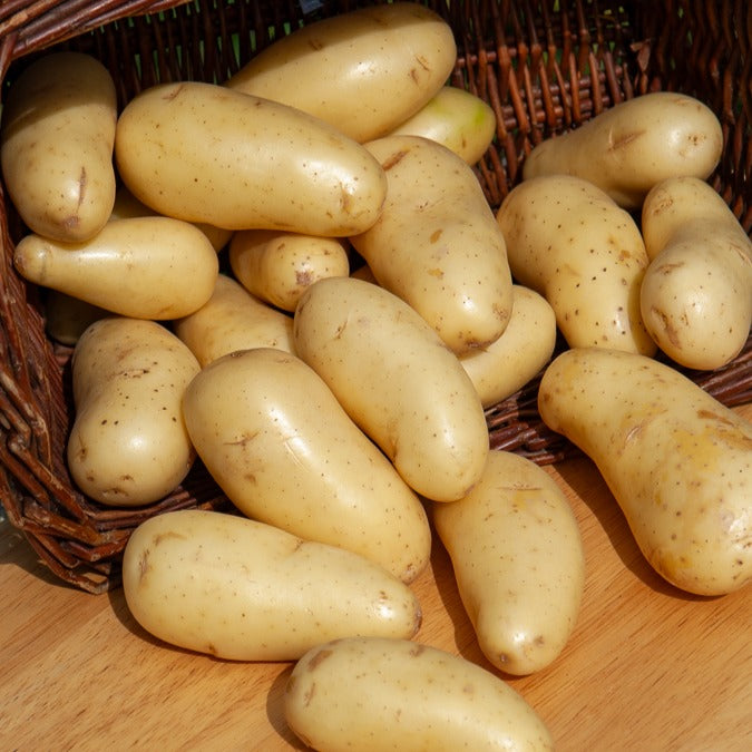 Aardappel 'Amandine' (x25) - Solanum tuberosum amandine - Willemse