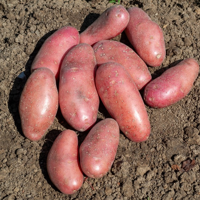 Aardappel 'Chérie' (x25)