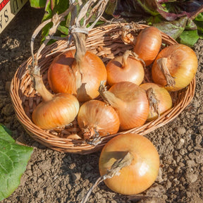 Gele ui 500 gram bloembollen - Allium cepa Paille des Vertus - Willemse