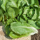 Romeinse sla 'Blonde Maraîchère' - Lactuca sativa blonde maraîchère - Willemse