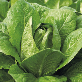 Romeinse sla 'Blonde Maraîchère' - Willemse