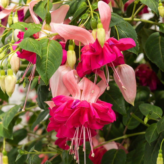 Dubbelbloemige fuchsia 'Bella Rosella' (x3)