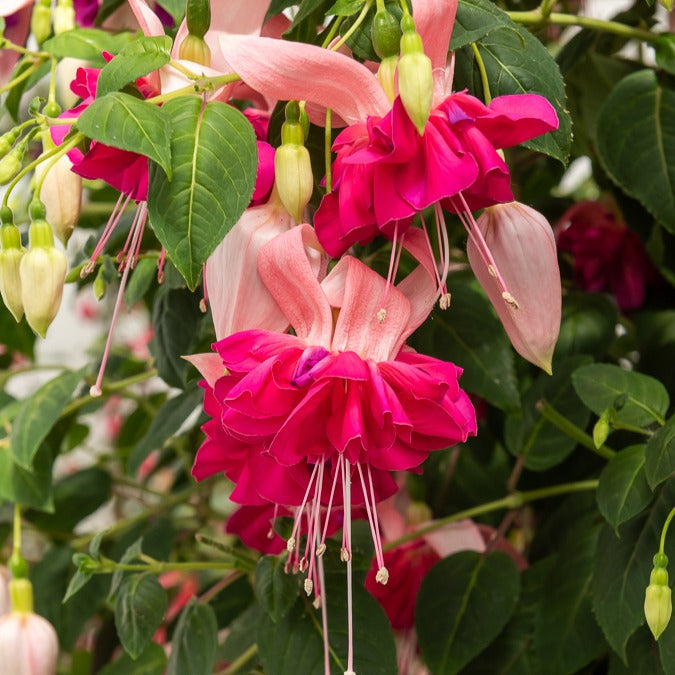 Bellenplant Mix 'Bicentennial' + 'Dark Eyes' + 'Bella Rosel' (x6)